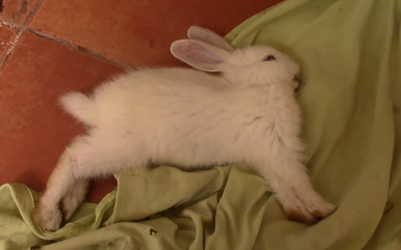 A Baby rabbit dies from stroke
