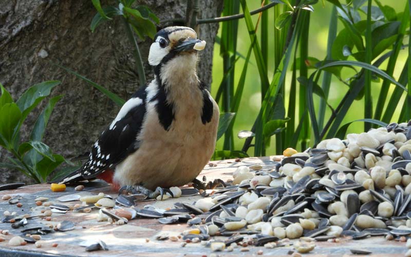 Do Rabbits Eat Bird Seed? – Beasts Loco