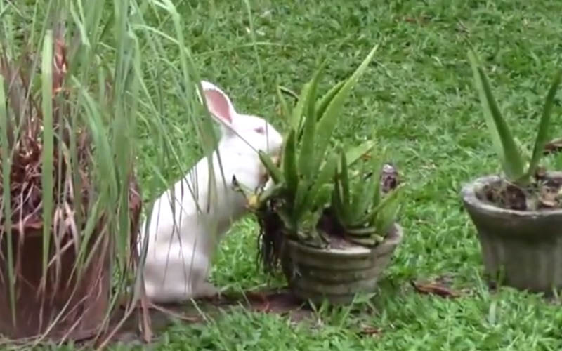 A Rabbit Eating Aloe Vera