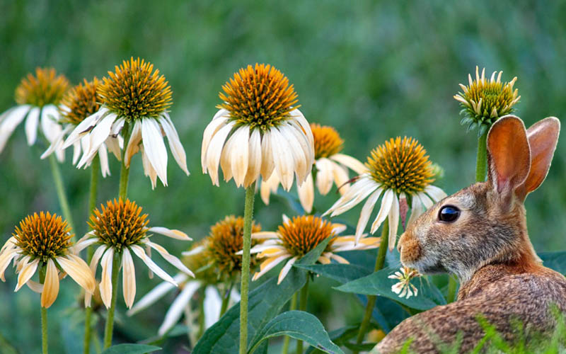A Rabbit Eating Coneflower