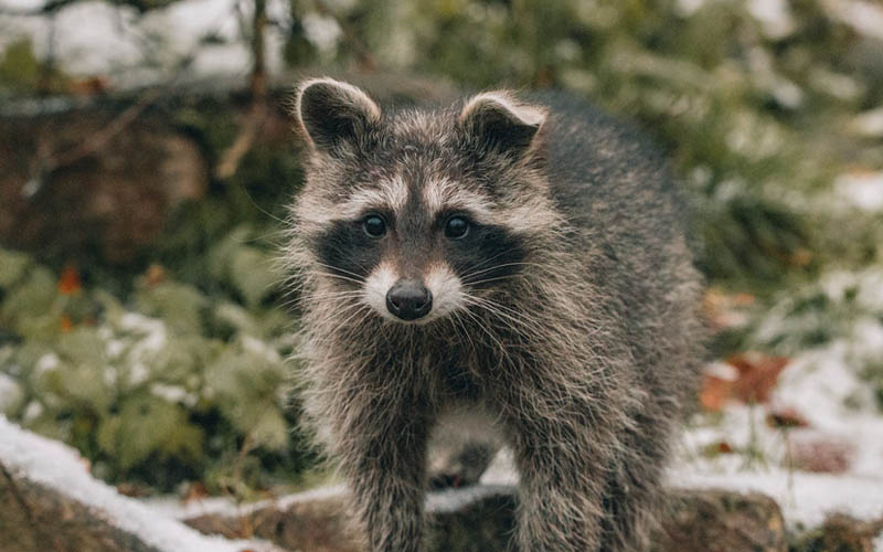 A Raccoon