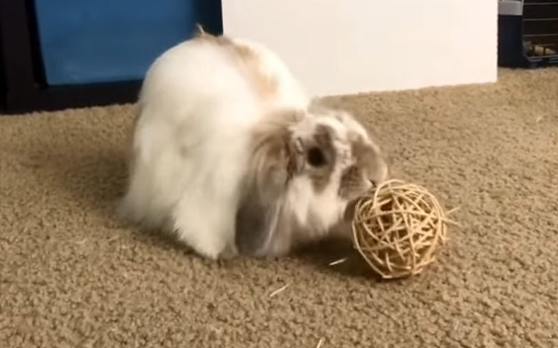 American Fuzzy Lop Rabbit