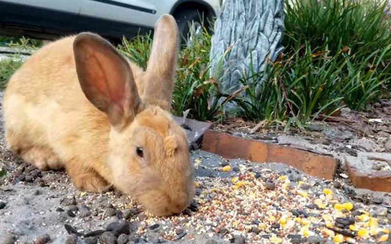 Can Bunnies Eat Bird Seed