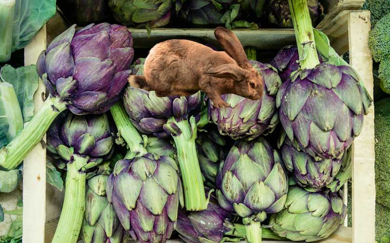 Can Rabbits Eat Artichokes