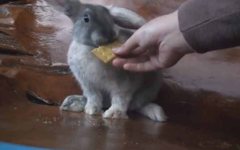 Can Rabbits Eat Crackers