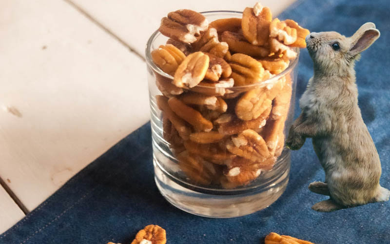 Can Rabbits Eat Pecans