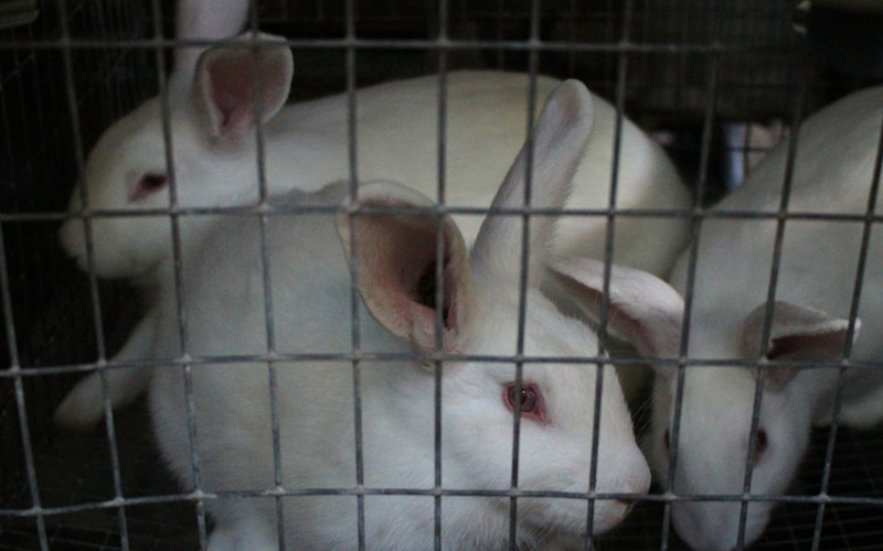 Covering Rabbit Cage At Night