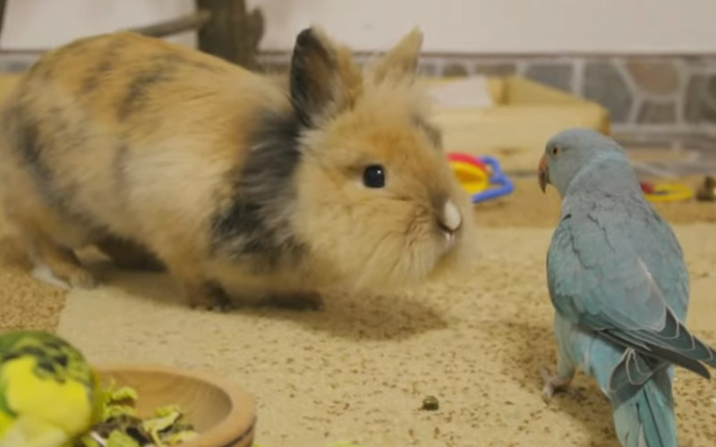 Do Rabbits Eat Birds? (Unveiling the Myth) Beasts Loco