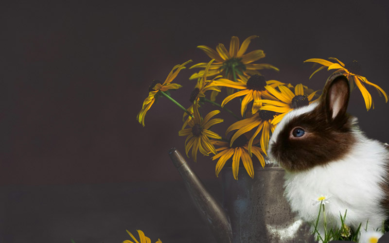 Do Rabbits Eat Coneflowers