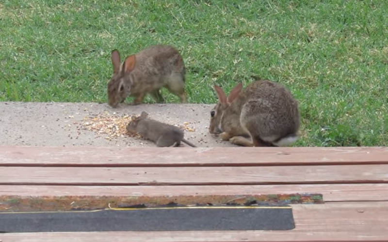 Do Wild Rabbits And Rats Coexist