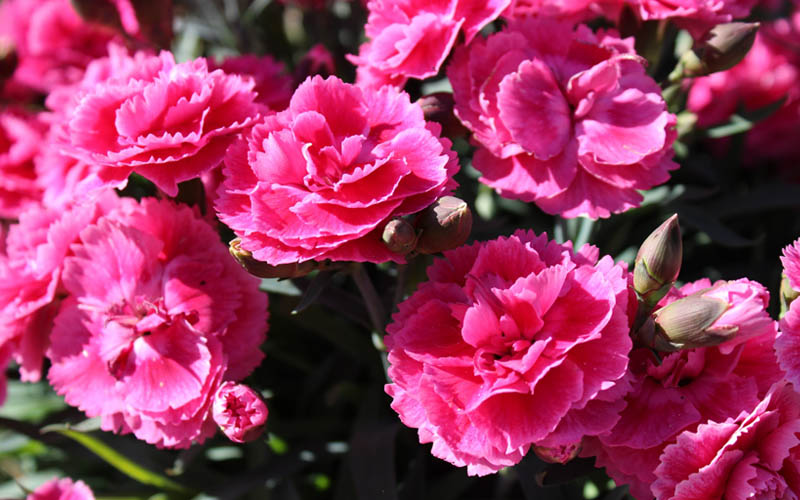 Does Rabbits Eat Dianthus