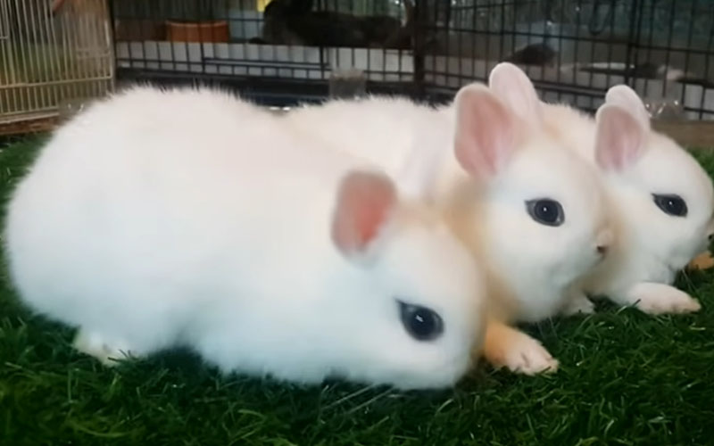 Dwarf Hotot Rabbit
