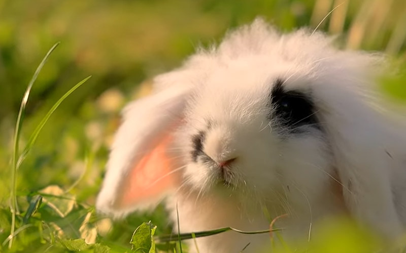 English Angora Rabbit