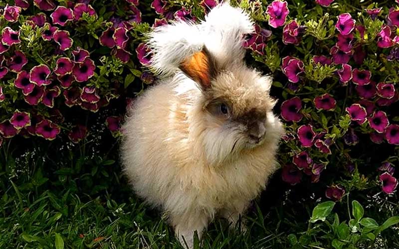 English Angora