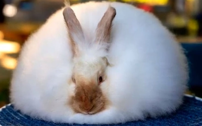 French Angora Rabbit