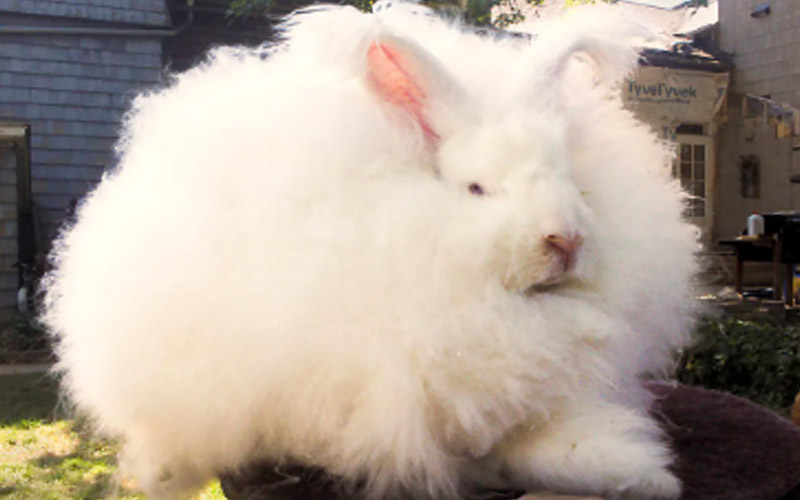 Giant Angora Rabbit