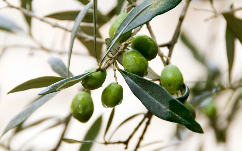 Green-Olives