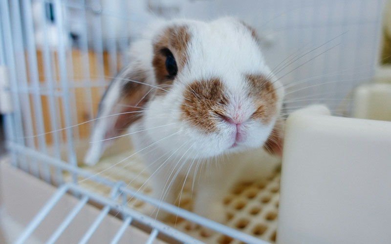 Holland Lop rabbit