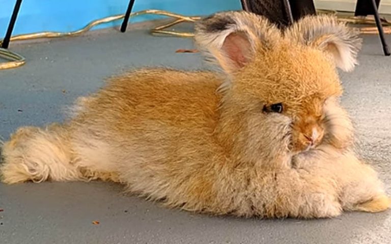 How Much Is An Angora Rabbit
