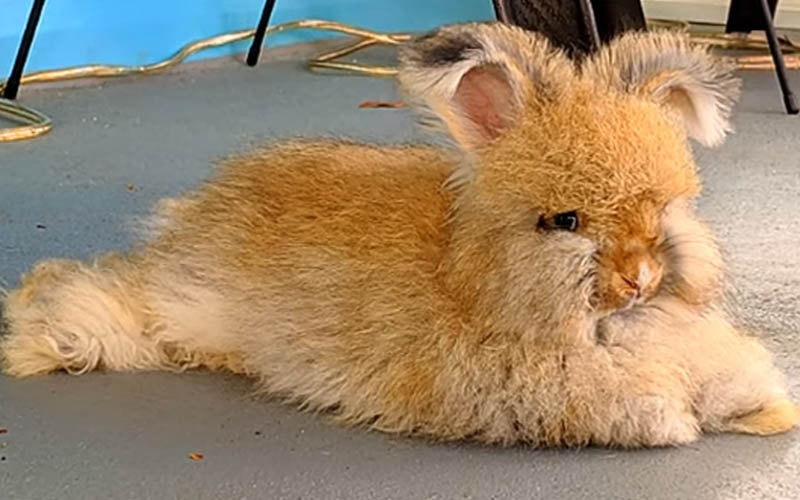How Much Is An Angora Rabbit? [A to Z Checklist] Beasts Loco
