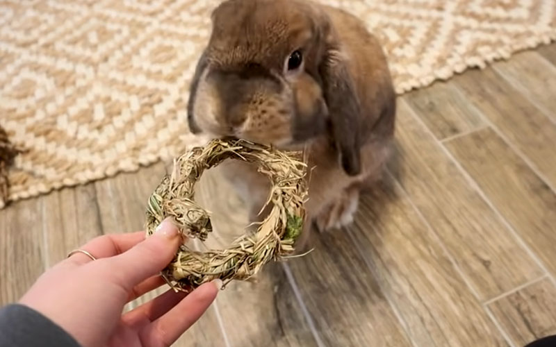 Invest in Chew Toys