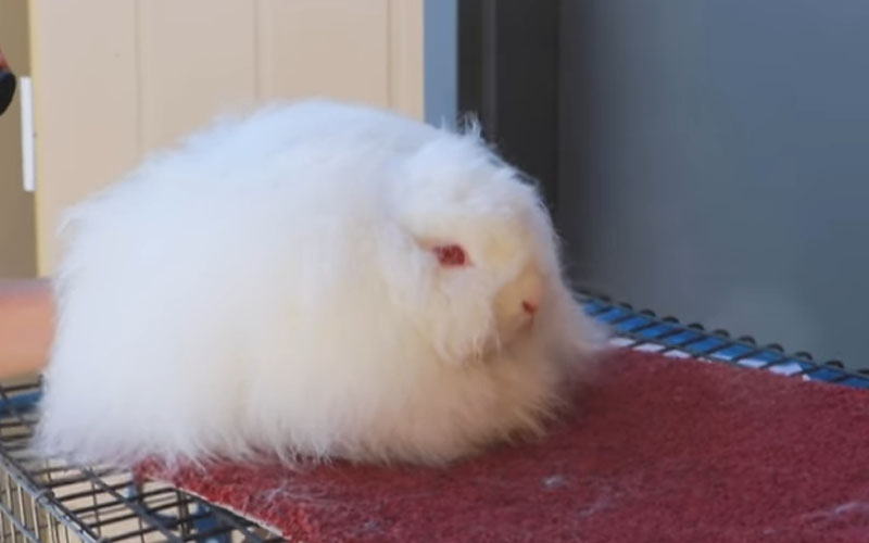 Jersey Wooly Rabbit