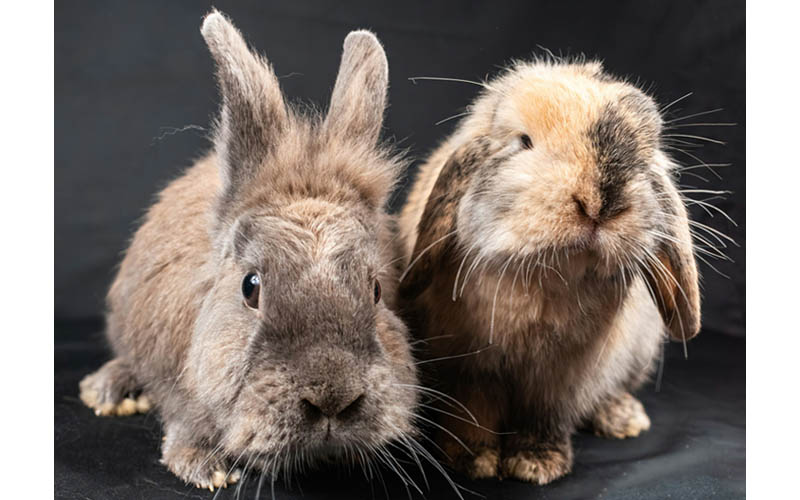 Lionhead Rabbit