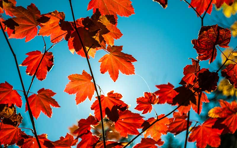 Maple Leaves