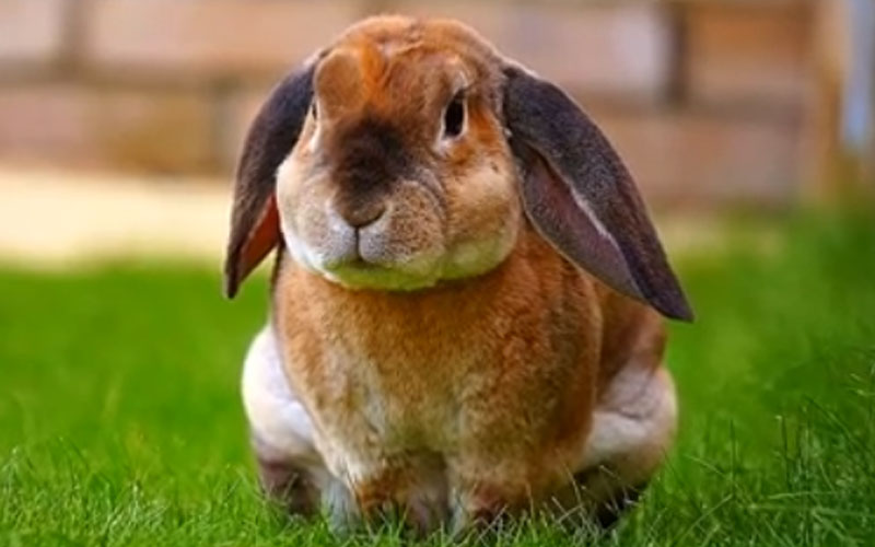 Mini Plush Lop