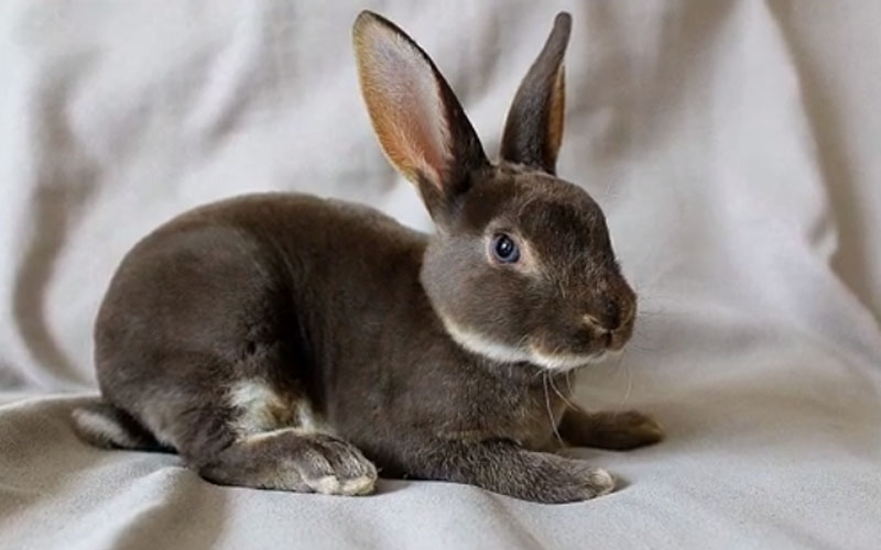 Mini Rex Rabbit