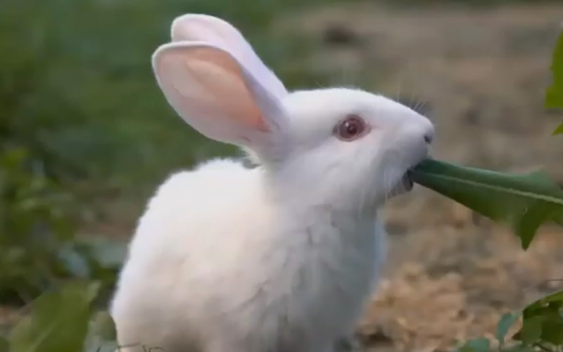 Mini Satin Rabbit