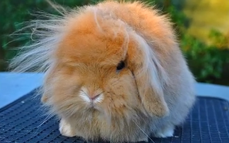 Miniature Lion Lop Rabbit