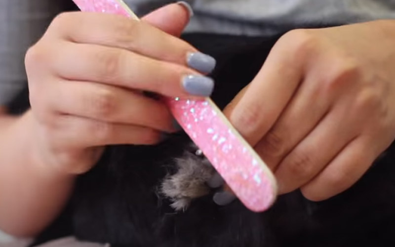 Nail Maintenance of Rabbit