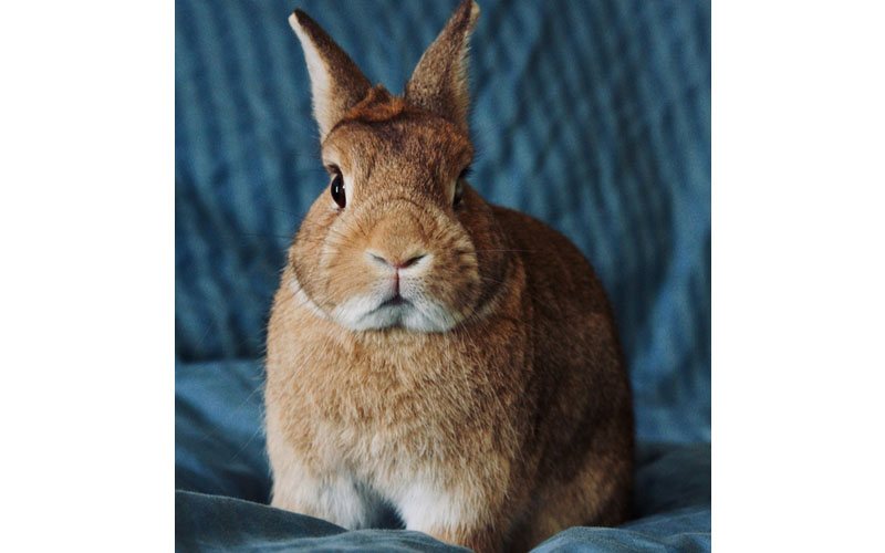 Netherland Dwarf rabbit