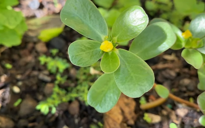 Purslane