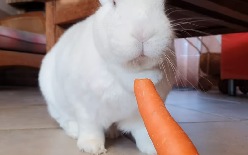 Rabbit Not Eating