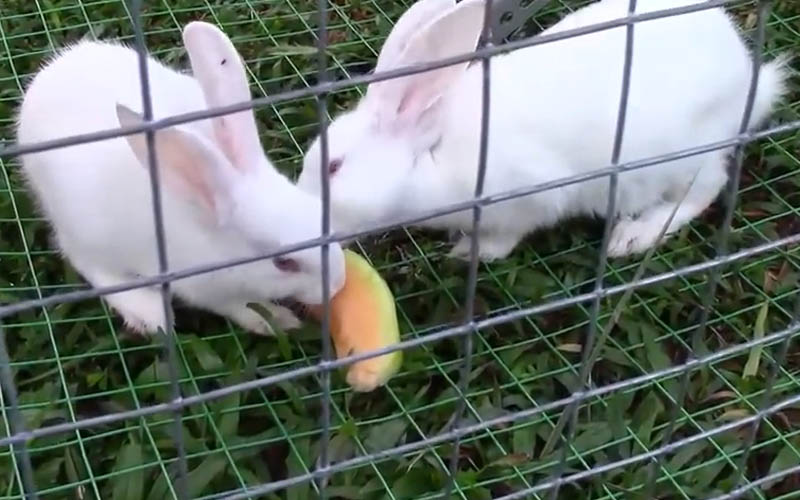 Rabbits Eat Honeydew Melon