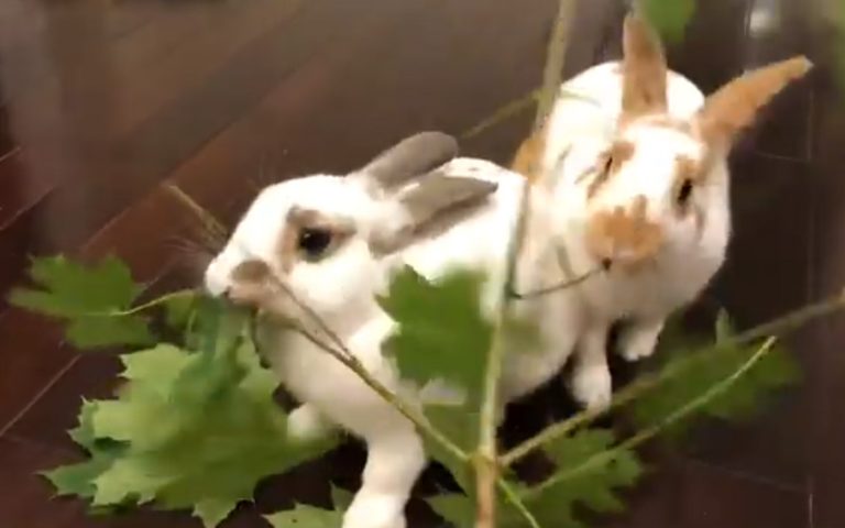 Rabbits Eating Maple Leaves