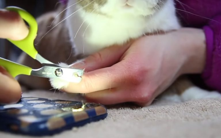 Rabbits Nails Short Without Cutting