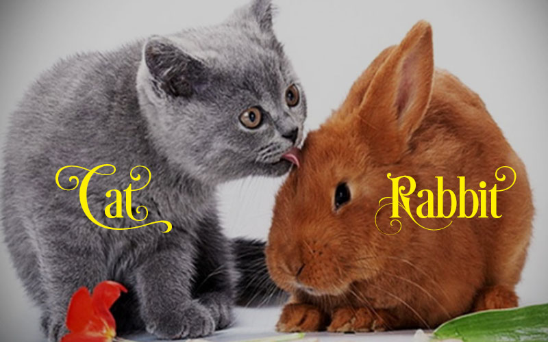 Rabbits Vs Cats