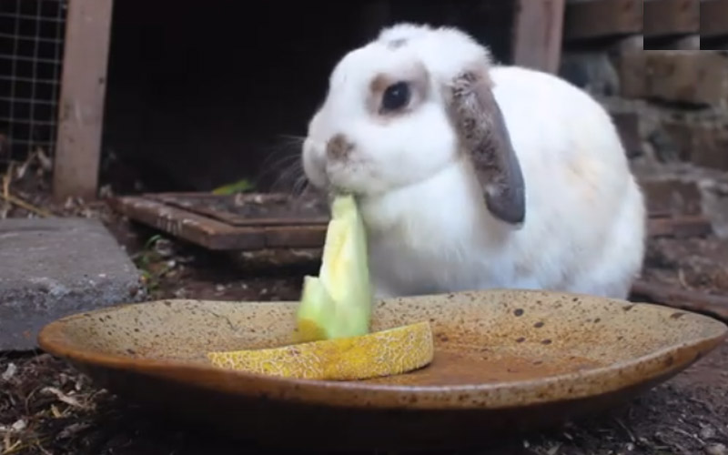 Rabbits eating honeydew melon