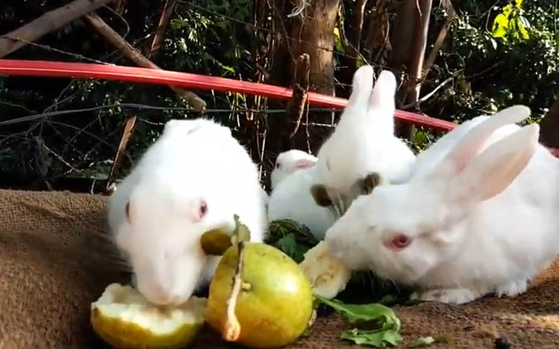 Can Rabbits Eat Guava? The Nutrients, Benefits & Risks!