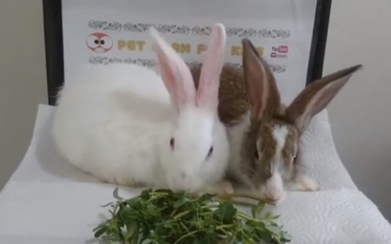 Two Rabbits eating purslane