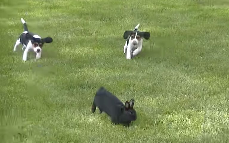 Two dogs are trying to kill a rabbit