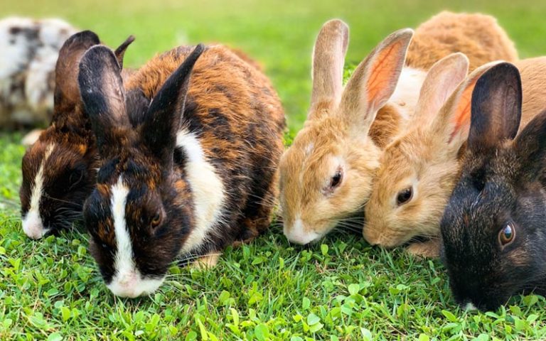Types Of Dwarf Rabbits grazing on fresh green grass, showcasing different coat patterns and sizes.