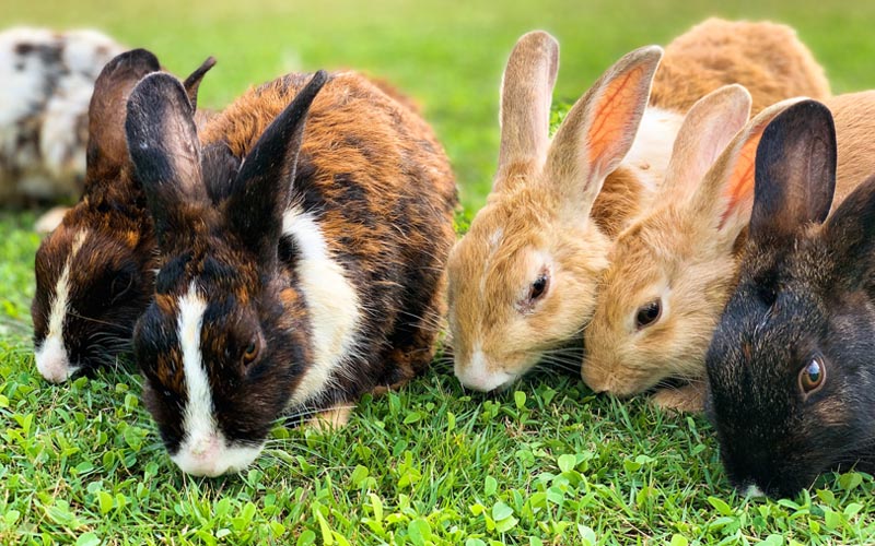 Types Of Dwarf Rabbits grazing on fresh green grass, showcasing different coat patterns and sizes.