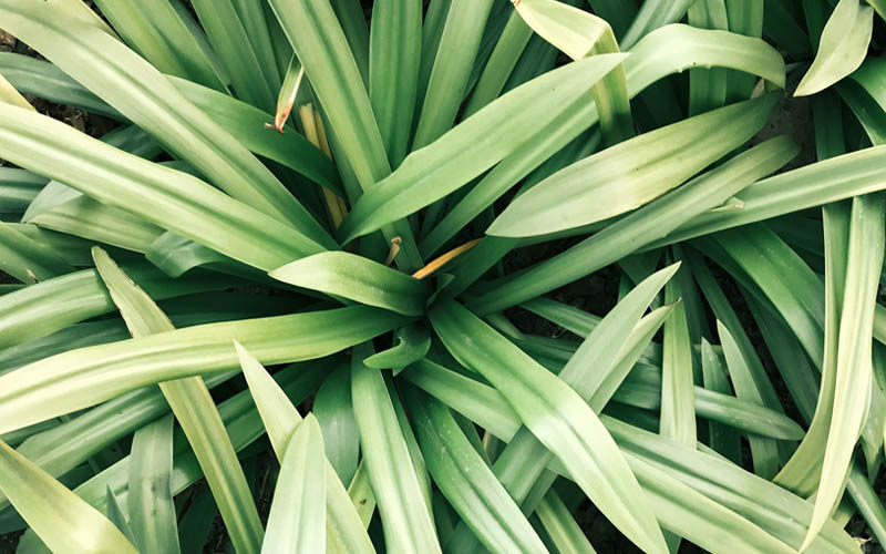 What Is Lemongrass