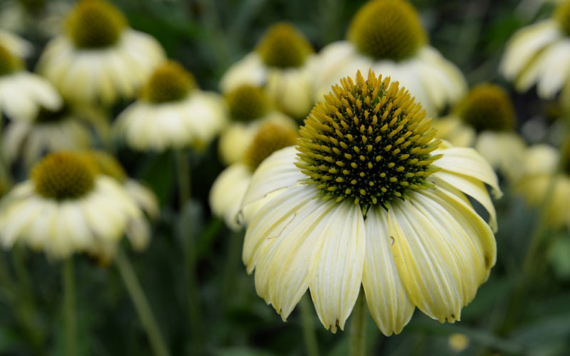 What is Coneflower