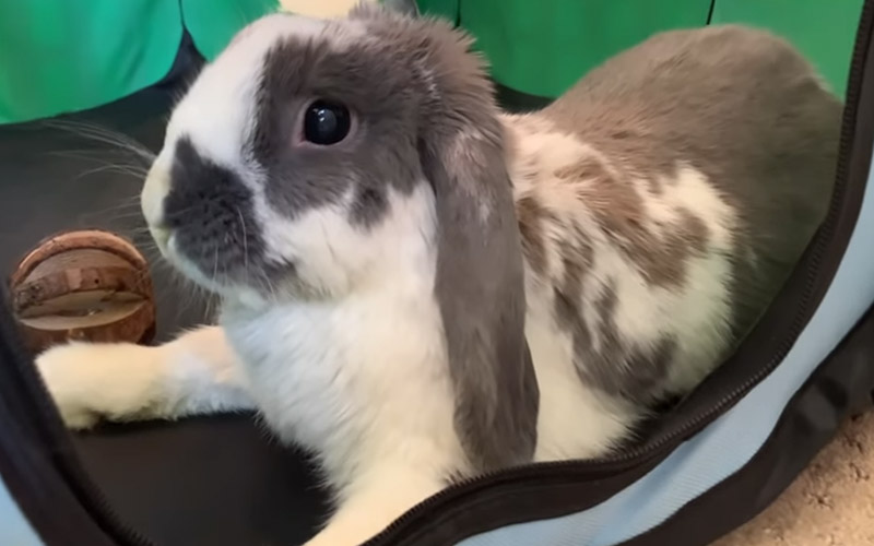 Why Do Rabbits Lay In Their Poop