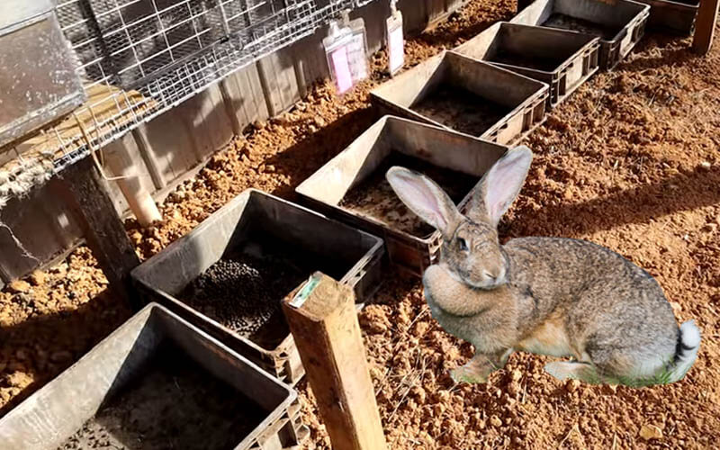 which bin does rabbit waste go in